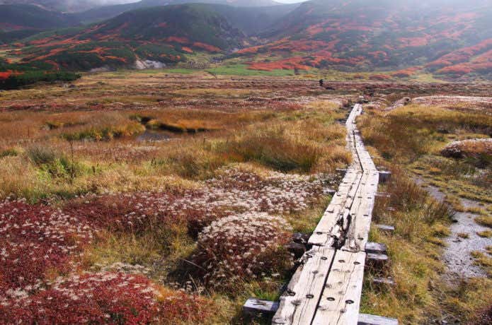 旭岳の裾合平木道と紅葉