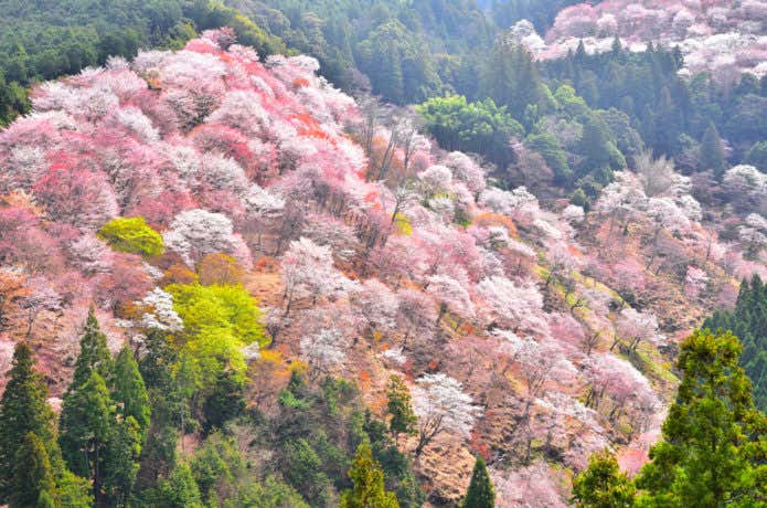 奈良　山　吉野山