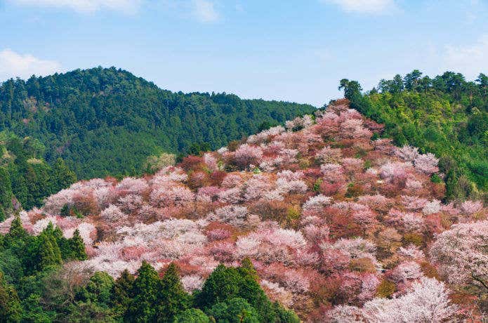 奈良　山　吉野山の桜