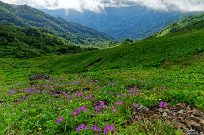 朝日岳稜線のお花畑