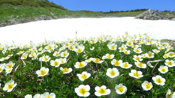 雪渓と高山植物