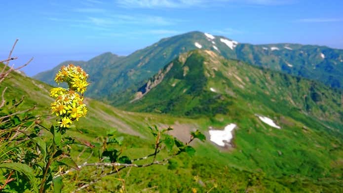 高山植物　花