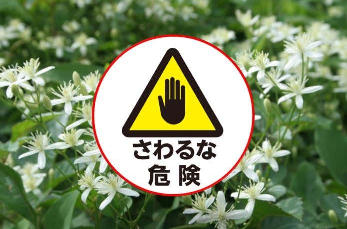 山の危険植物
