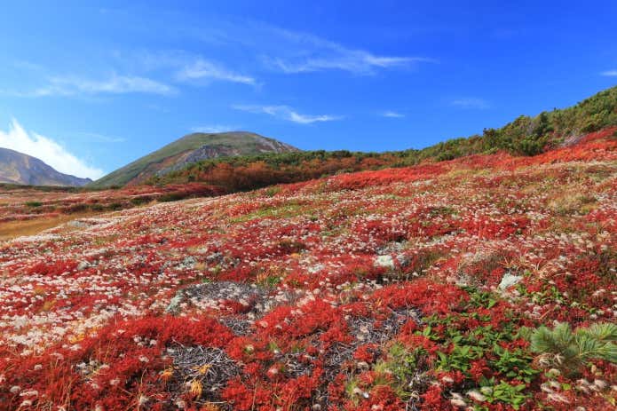黒岳　紅葉　チングルマ