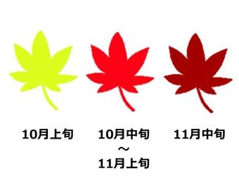 大菩薩嶺の紅葉の見頃