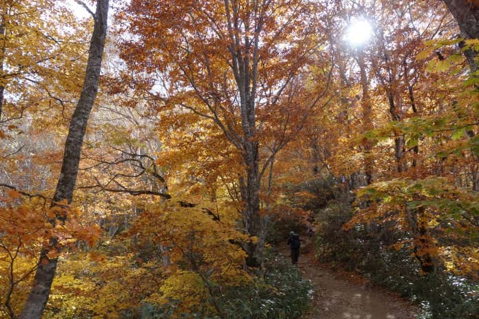 磐梯山 紅葉 森