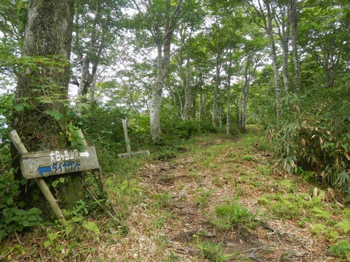 大日ヶ岳コース中の様子