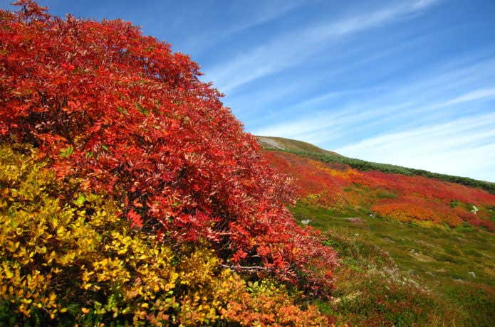 黒岳　紅葉のコントラスト