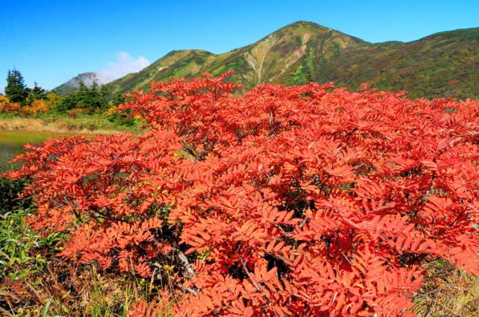 天狗の庭のナナカマドの紅葉と火打山