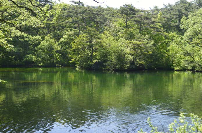 五色沼 柳沼