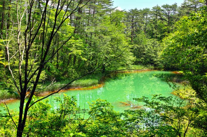 五色沼 赤沼