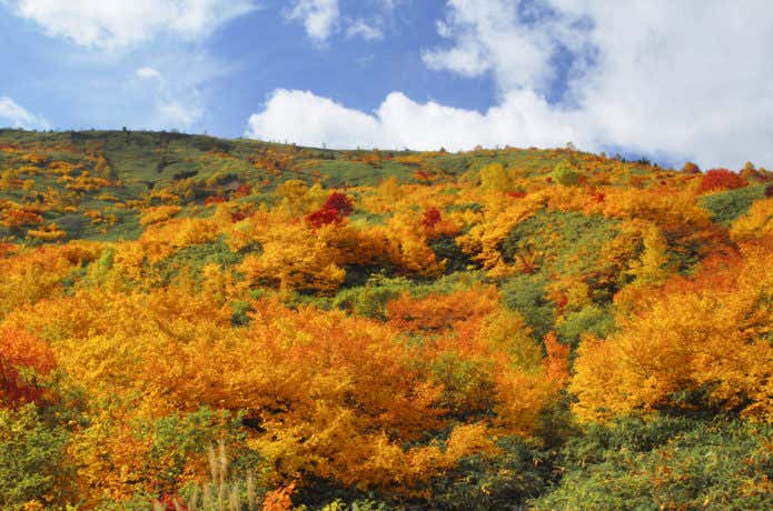 八幡平の紅葉