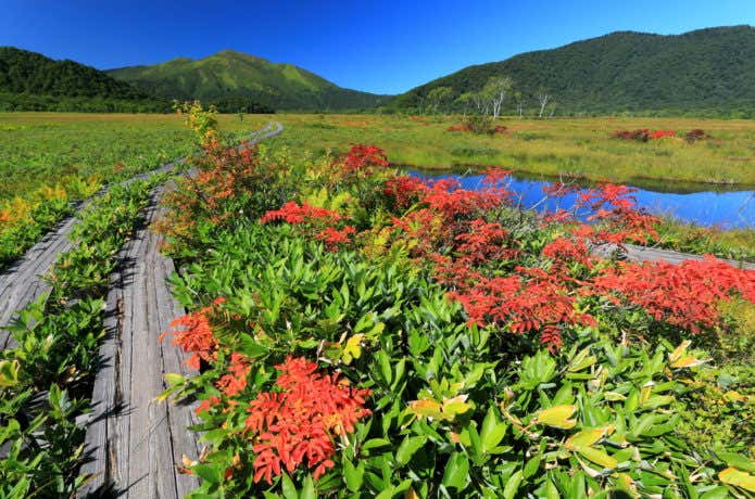 尾瀬ヶ原のナナカマドの紅葉と至仏山