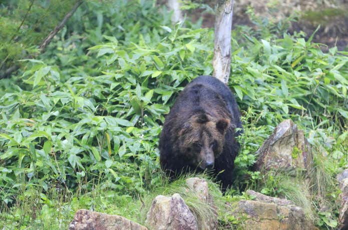 風不死岳　ヒグマ