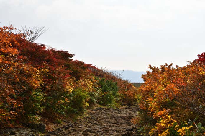 栗駒山の中央コース