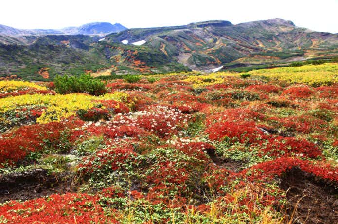 黒岳　紅葉の絨毯