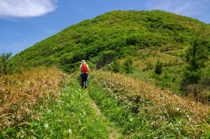 三瓶山 笹原