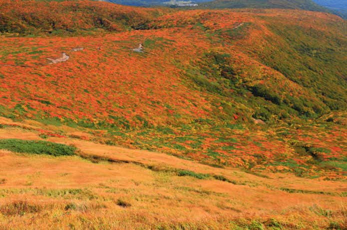 栗駒山 紅葉のコントラスト