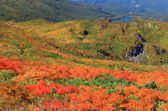 栗駒山の紅葉