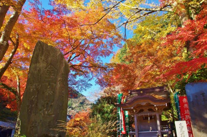 高尾山の紅葉