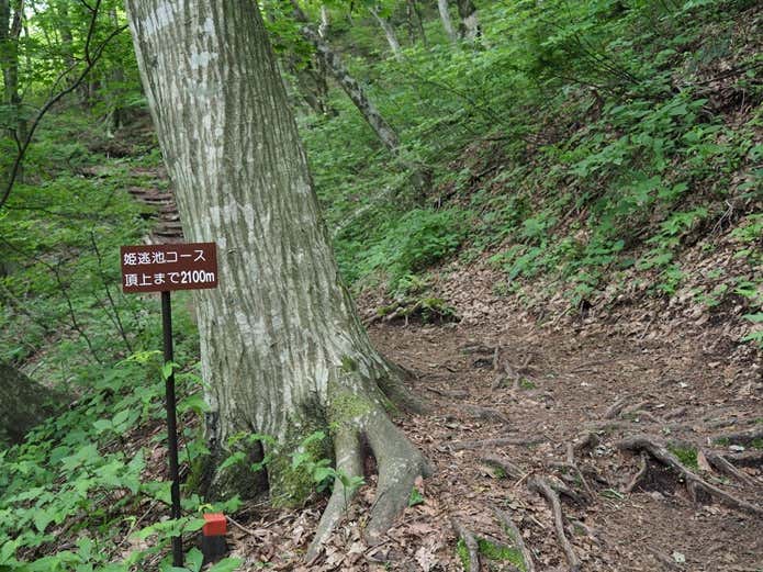 三瓶山 登山道
