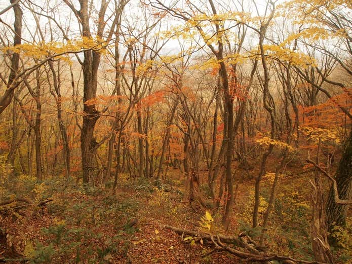 三瓶山 登山道 紅葉