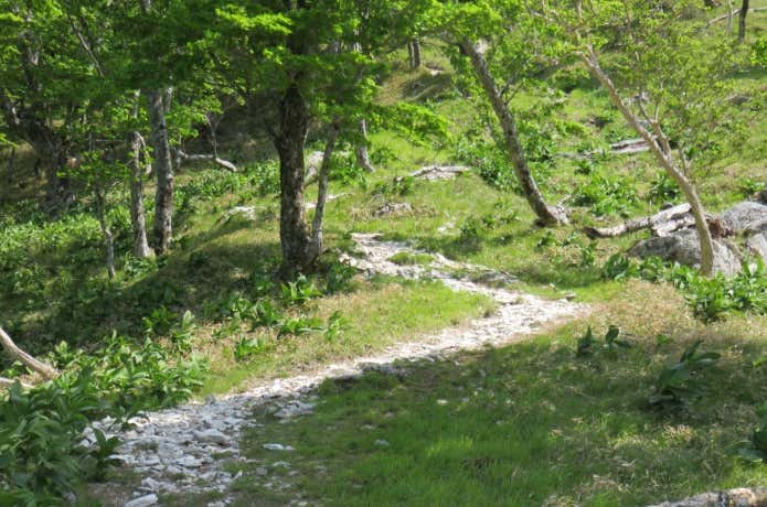 釈迦ヶ岳ジグザグの登山道