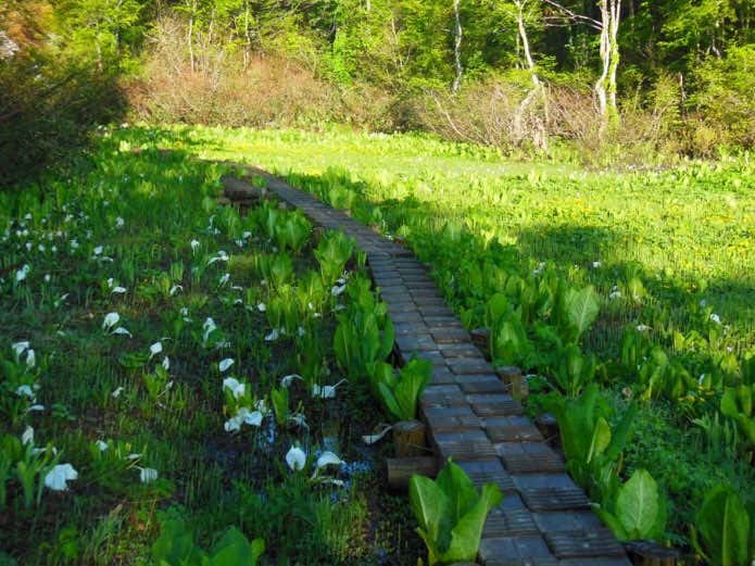 コース脇に咲く高山植物