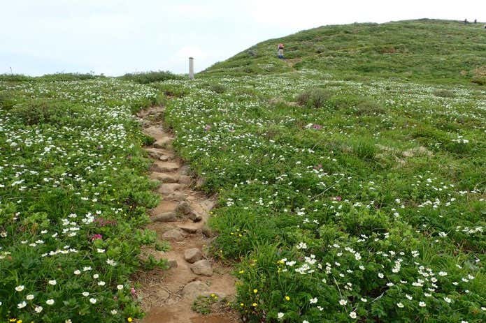 焼石岳のお花畑
