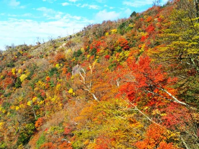 紅葉の英彦山