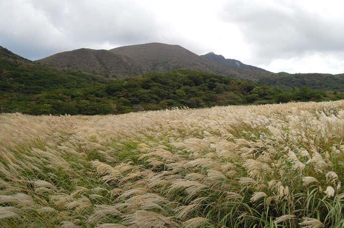 大船山のススキ