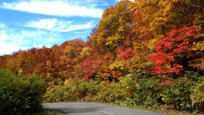 岩木山スカイラインの紅葉