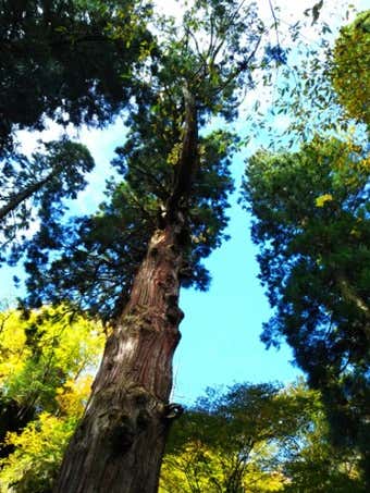 鬼杉