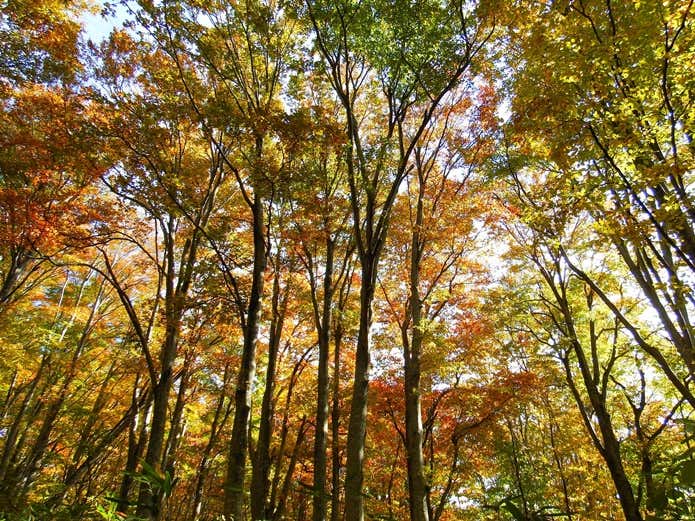 岩木山の紅葉したブナ林