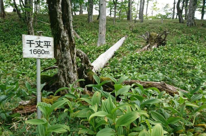 釈迦ヶ岳 千丈平