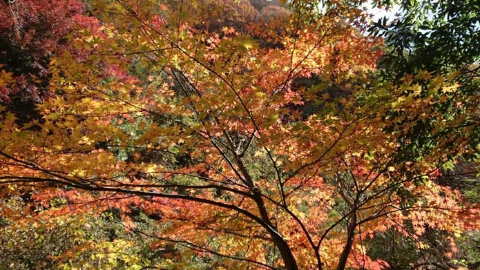 六甲山登山中に見られる紅葉