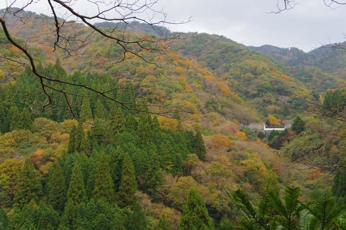 六甲山の山腹の紅葉