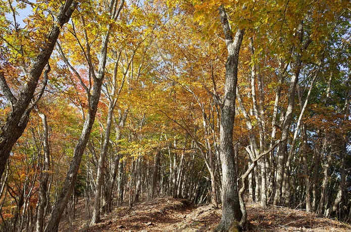 登山道の紅葉