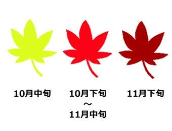 紅葉の見頃