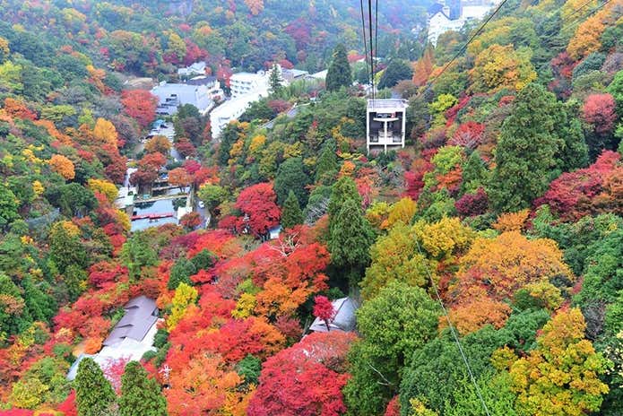 六甲山　紅葉