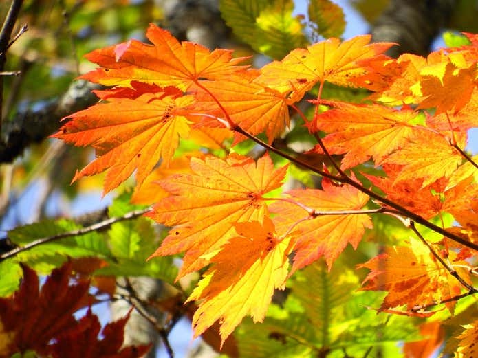 岩木山の紅葉