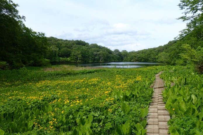高山植物の豊かな焼石岳