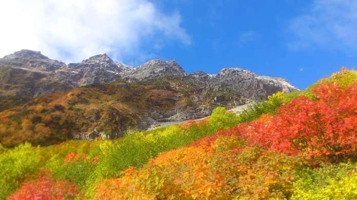 当たり年の紅葉