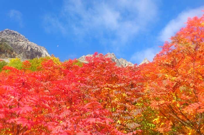 紅葉です。 富士山 チケット＆ツアー | ゲットユアガイド | GetYourGuide