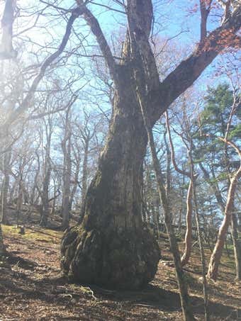 西大台コースのカボチャミズナラの木