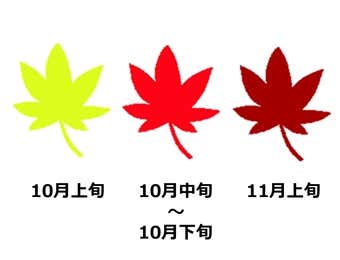 紅葉の見頃