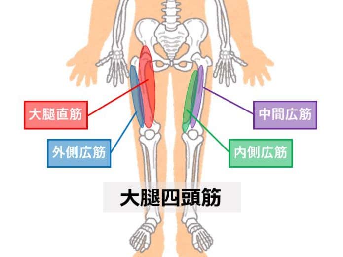 大腿四頭筋