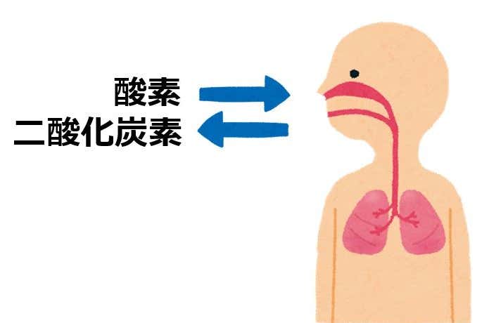 呼吸の仕組み