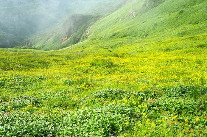 富良野岳の御花畑