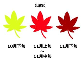 六甲山山腹の紅葉見頃